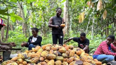 Govt Rolls Out Sweeping Cocoa Sector Reforms to Restore Viability, Protect Farmers
