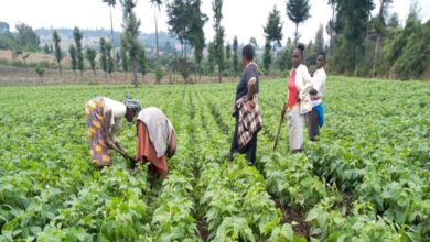 Smarter Water Use Could Feed 10 Billion and Create Nearly 250 Million Jobs- World Bank