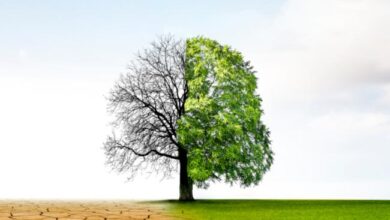 World Bank Warns Against Short-Term Fixes, Calls for Systemic Approach to Environmental Policy