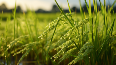 UNDP, Gov't Move to Advance Climate-Smart Rice Farming in Ghana