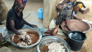 Africa Targets Shea Value Addition to Boost Export Earnings